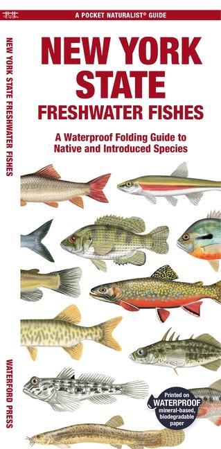 Cover: 9781620056660 | New York State Freshwater Fishes | Matthew Morris | Broschüre | 2024