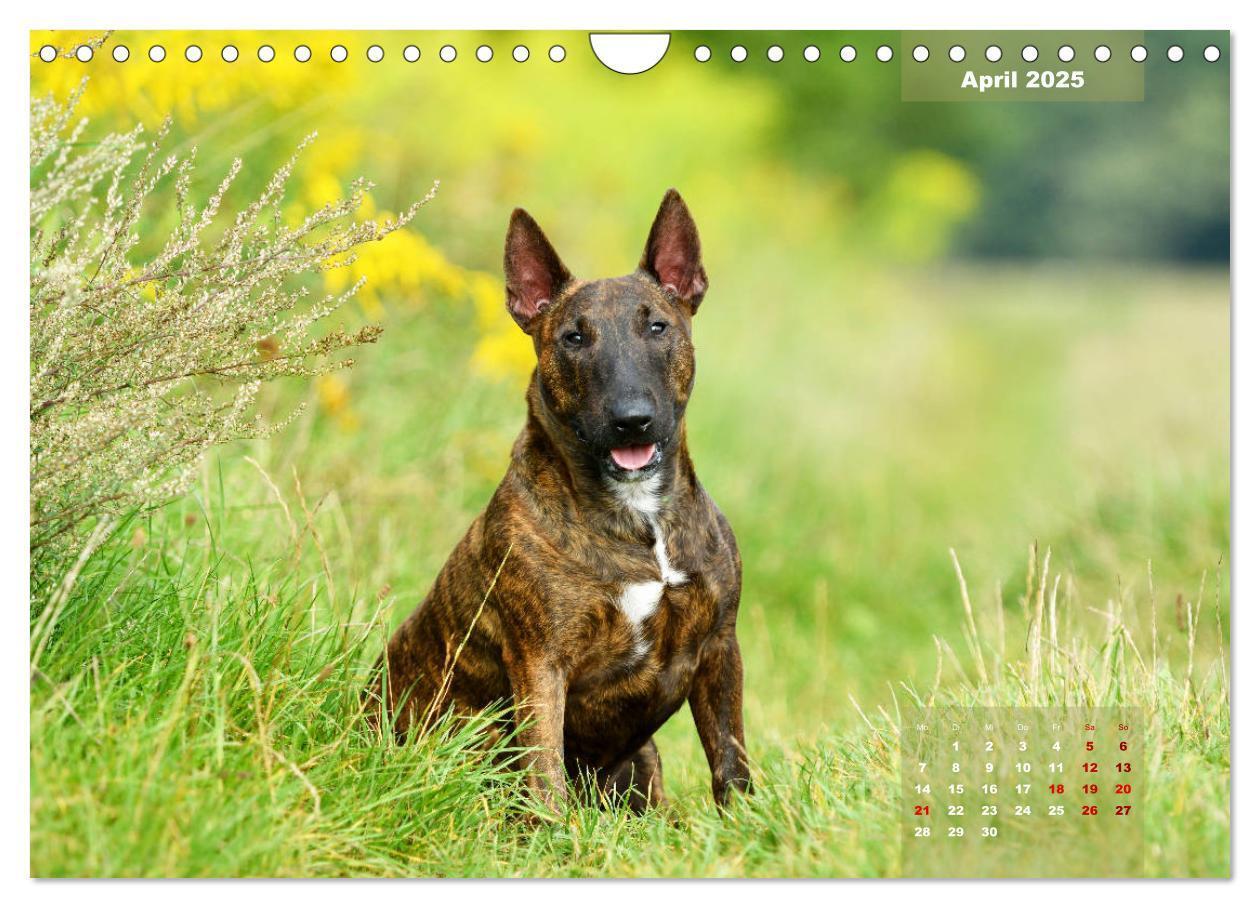 Bild: 9783435341559 | Bullterrier 2025 Frech und fröhlich durch das Jahr (Wandkalender...