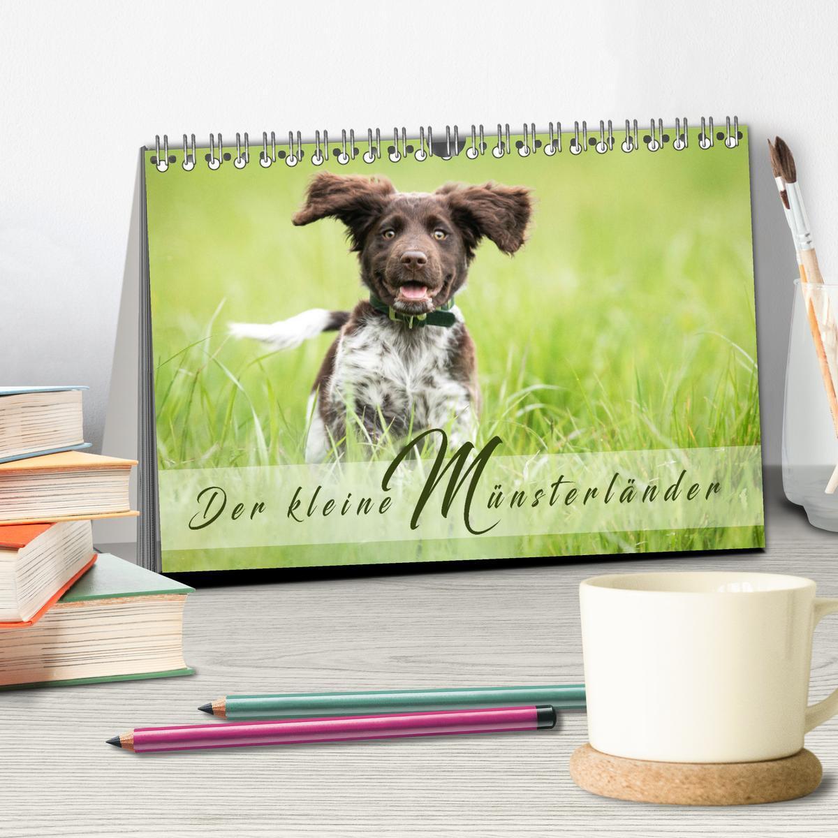 Bild: 9783457145807 | Der kleine Münsterländer (Tischkalender 2025 DIN A5 quer), CALVENDO...