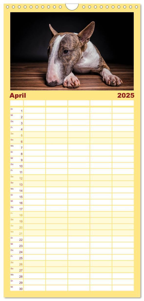 Bild: 9783457123768 | Familienplaner 2025 - Bullterrier mit 5 Spalten (Wandkalender, 21 x...