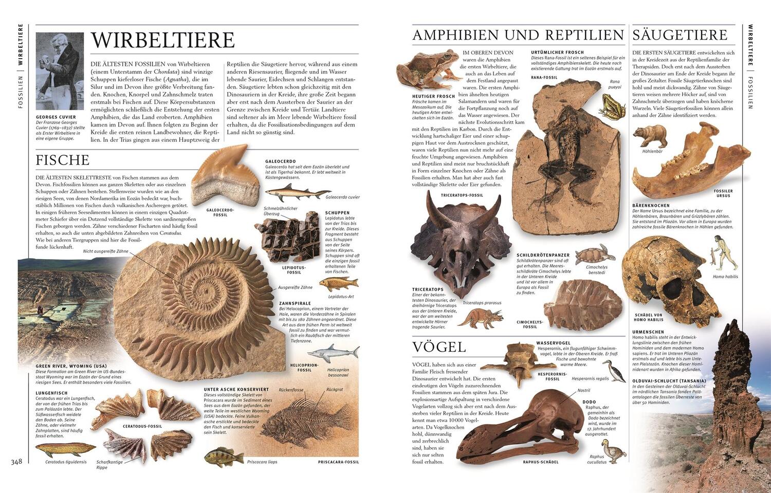 Bild: 9783831048069 | Steine &amp; Mineralien | Ronald L. Bonewitz | Buch | 360 S. | Deutsch