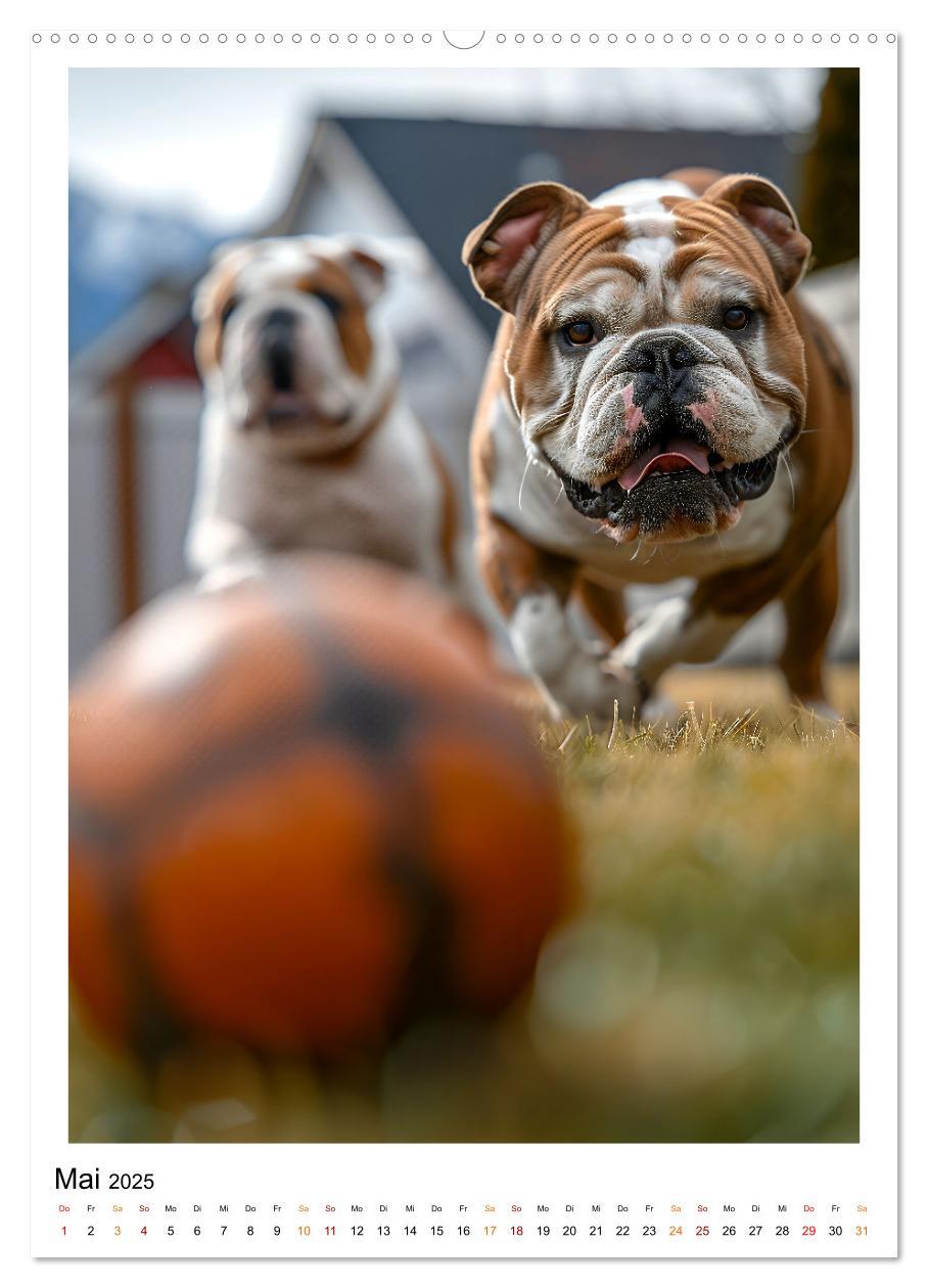 Bild: 9783457175729 | Englische Bulldogge - sanfter Kumpel (Wandkalender 2025 DIN A2...