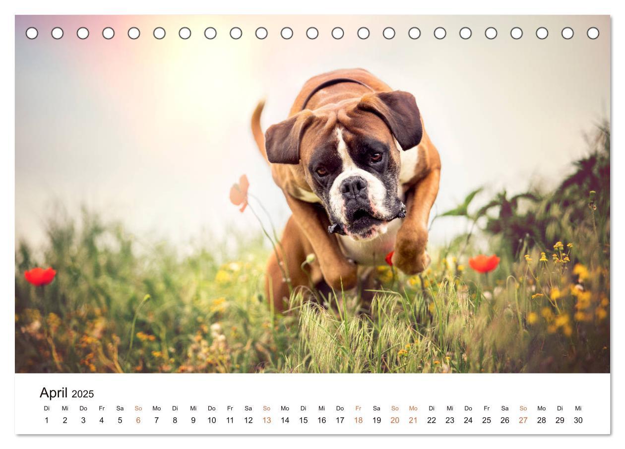 Bild: 9783435159253 | Deutscher Boxer (Tischkalender 2025 DIN A5 quer), CALVENDO...