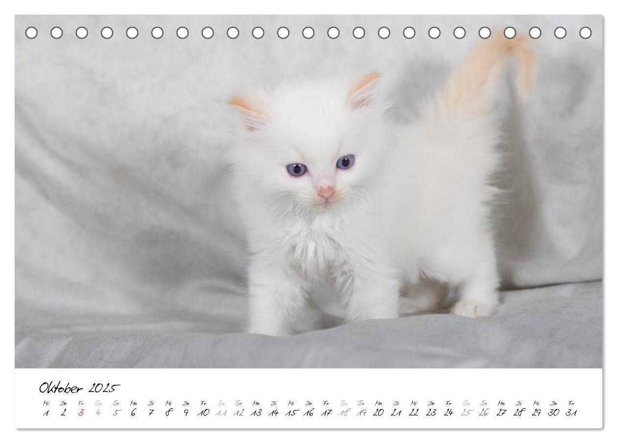 Bild: 9783435755318 | Ragdoll Kitten (Tischkalender 2025 DIN A5 quer), CALVENDO...