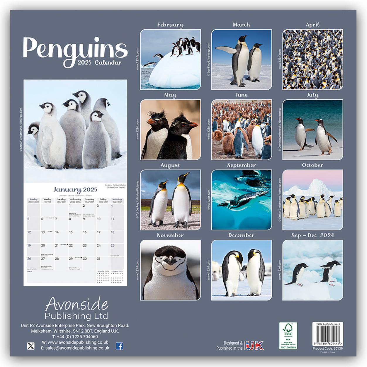 Rückseite: 9781804604441 | Penguins - Pinguine 2025 - 16-Monatskalender | Avonside Publishing Ltd