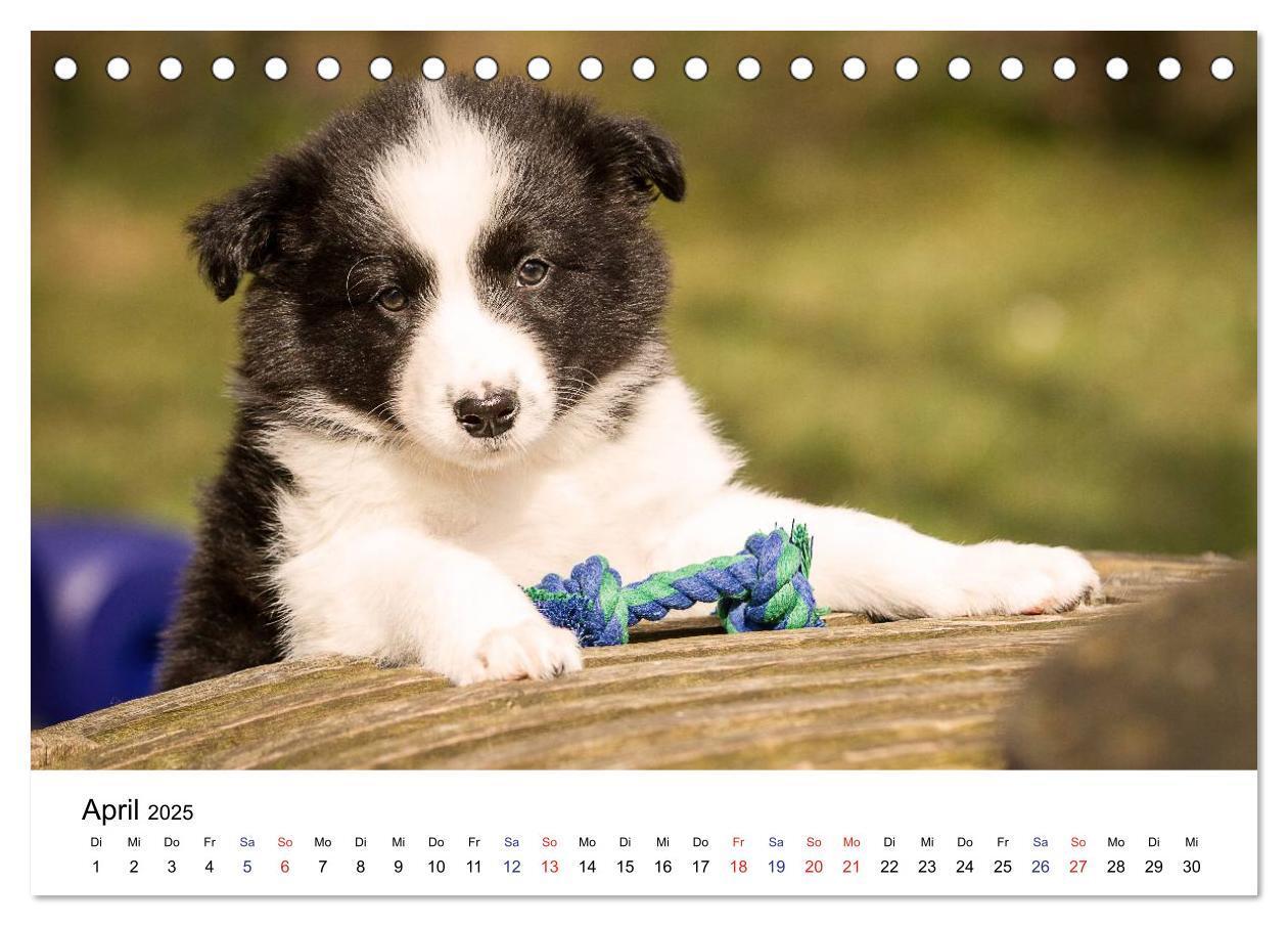 Bild: 9783435615322 | Pfotastische Border Collie Welpen (Tischkalender 2025 DIN A5 quer),...