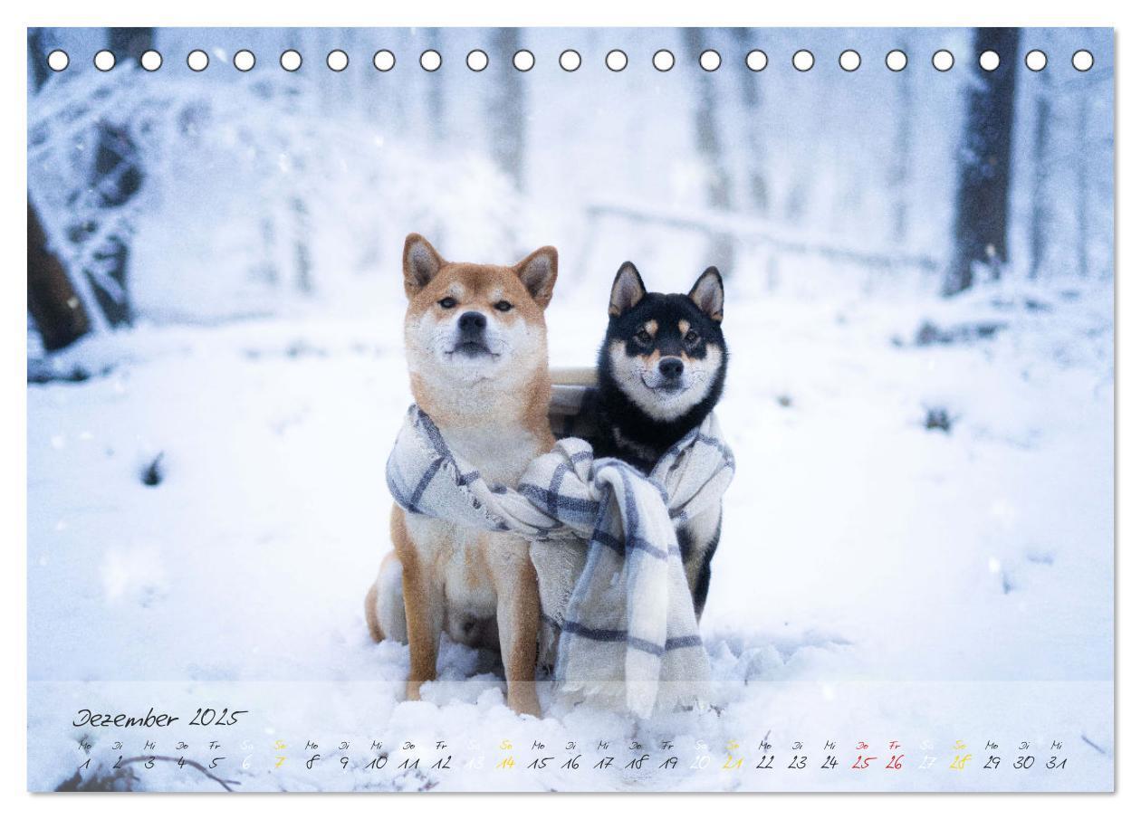 Bild: 9783435050956 | Shiba Inu - mutig, treu, selbstbewusst (Tischkalender 2025 DIN A5...