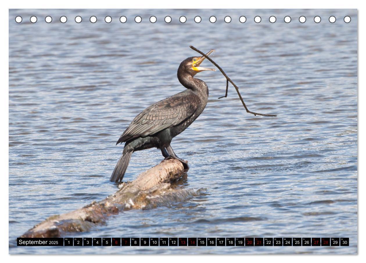 Bild: 9783435054008 | Der Kormoran - Ein intelligenter Fischjäger (Tischkalender 2025 DIN...