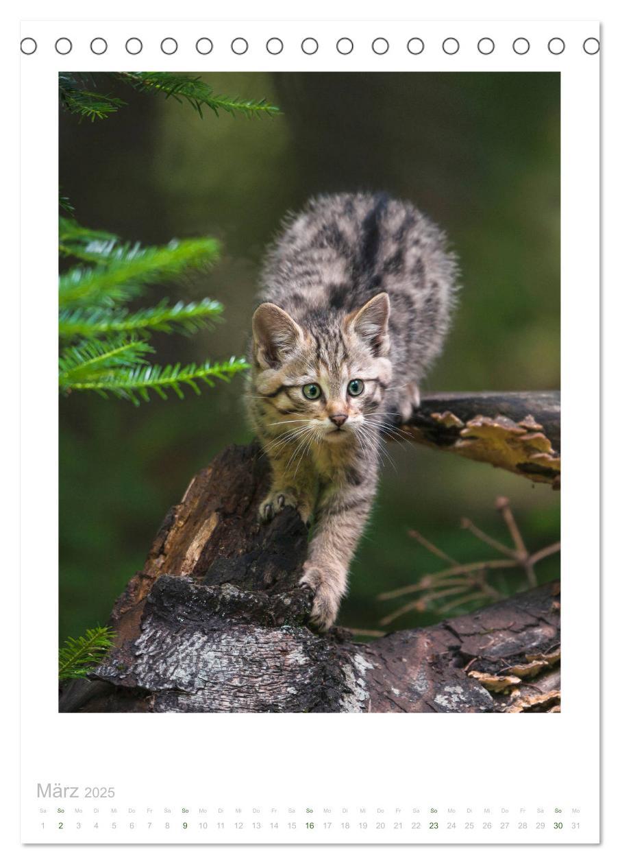 Bild: 9783435953240 | Wildkatzen - Kleine Samtpfoten des Waldes (Tischkalender 2025 DIN...