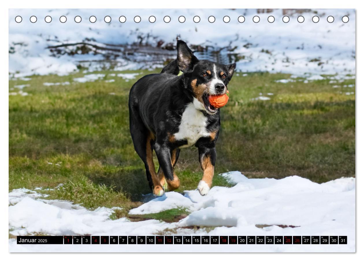 Bild: 9783383850127 | Appenzeller Sennenhunde - Fröhliche Kameraden (Tischkalender 2025...