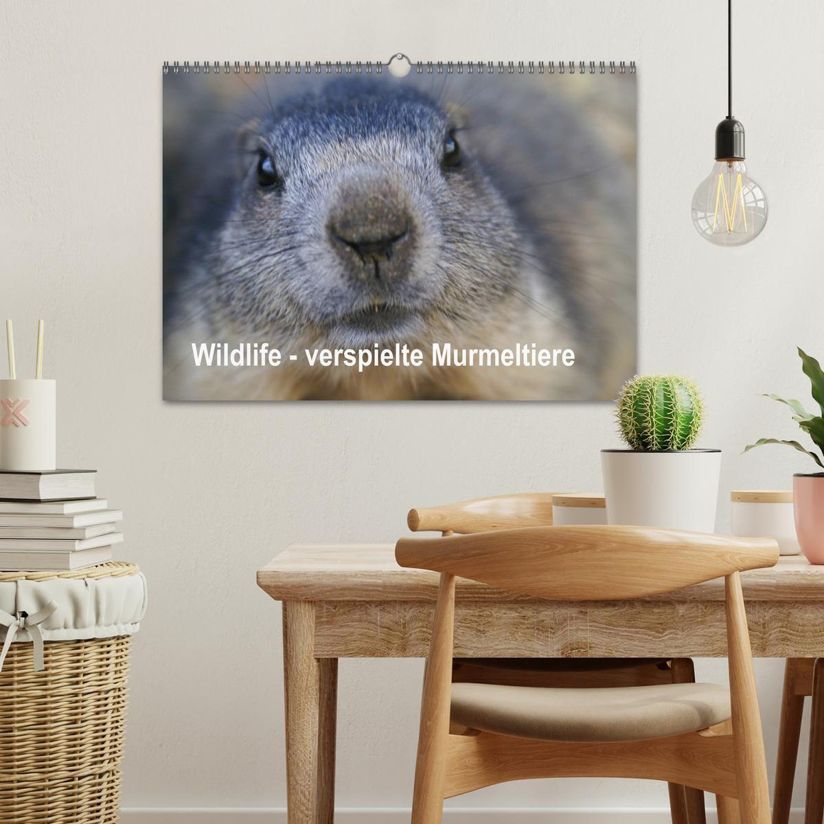 Bild: 9783435669356 | Wildlife - Verspielte Murmeltiere (Wandkalender 2025 DIN A3 quer),...