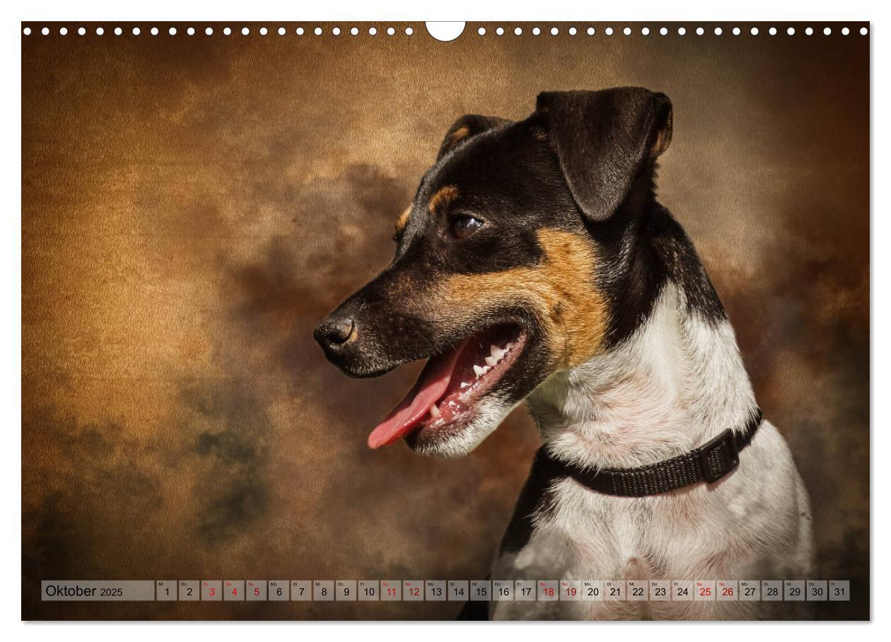 Bild: 9783435293933 | Jagdhunde im Portrait (Wandkalender 2025 DIN A3 quer), CALVENDO...