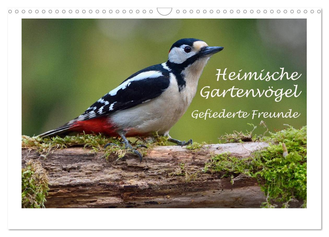 Cover: 9783435474677 | Heimische Gartenvögel - Gefiederte Freunde (Wandkalender 2025 DIN...