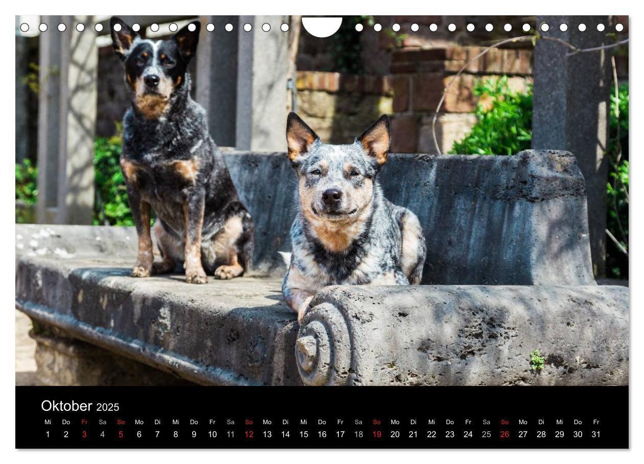 Bild: 9783435463947 | Australian Cattle Dogs zwischen Kunst und Kultur (Wandkalender 2025...