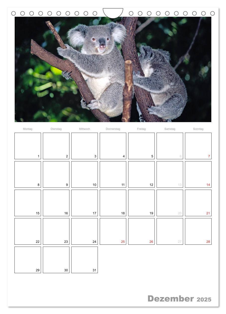 Bild: 9783457087961 | Australien - Terminplaner (Wandkalender 2025 DIN A4 hoch), CALVENDO...