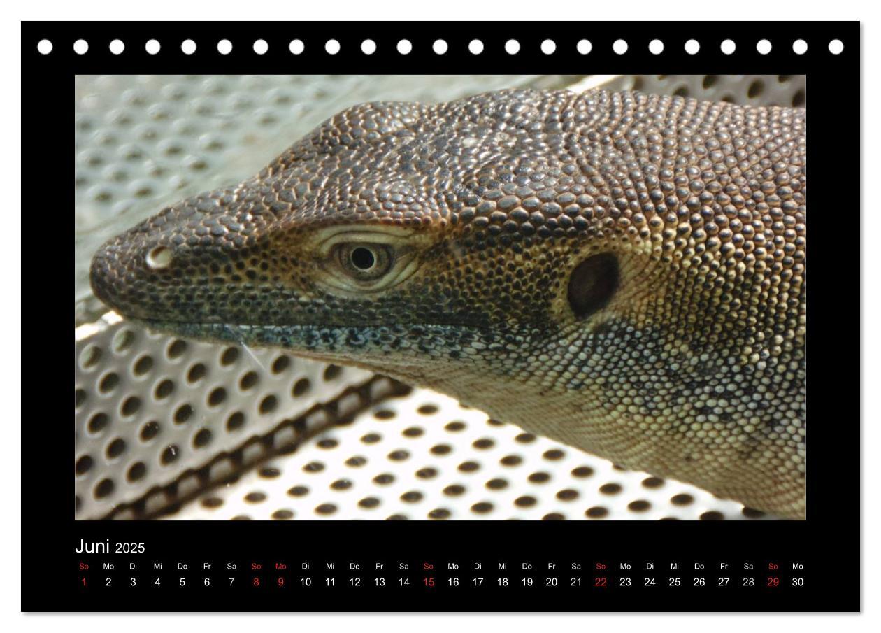 Bild: 9783435806256 | Faszinierende Reptilien (Tischkalender 2025 DIN A5 quer), CALVENDO...