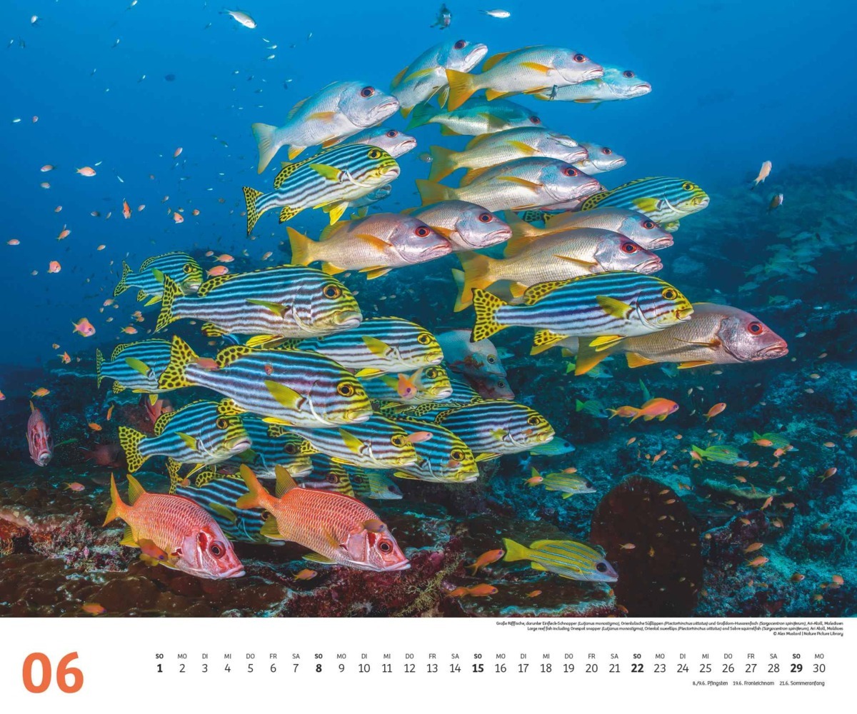 Bild: 4250809653983 | DUMONT - Fischschwärme 2025 Fotokunst-Kalender, 60x50cm,...