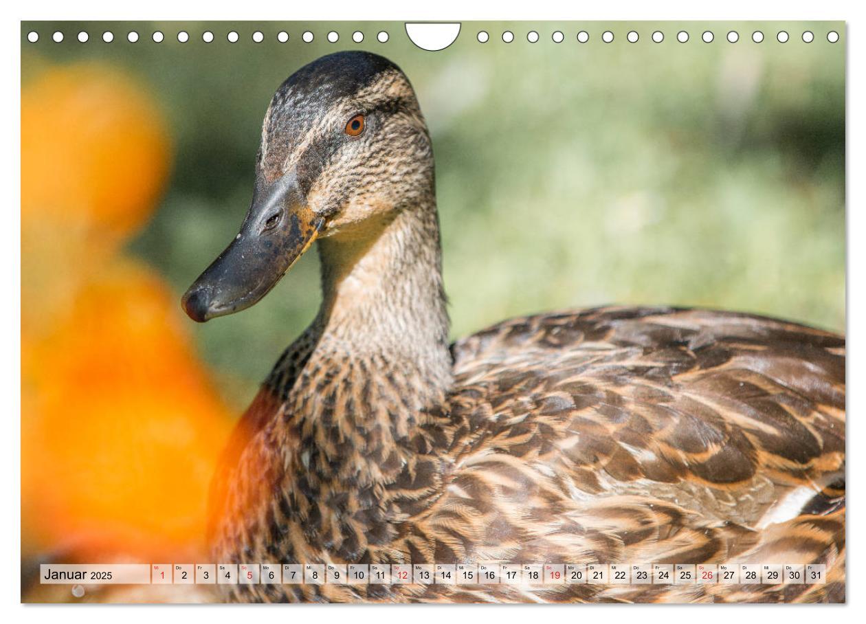 Bild: 9783435116225 | Wunderschöne Stockenten - Europäische Wasservögel (Wandkalender...