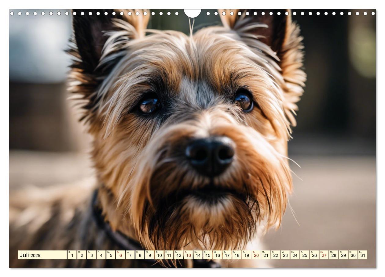 Bild: 9783435419906 | Cairn Terrier - lustiges Raubein aus Schottland (Wandkalender 2025...