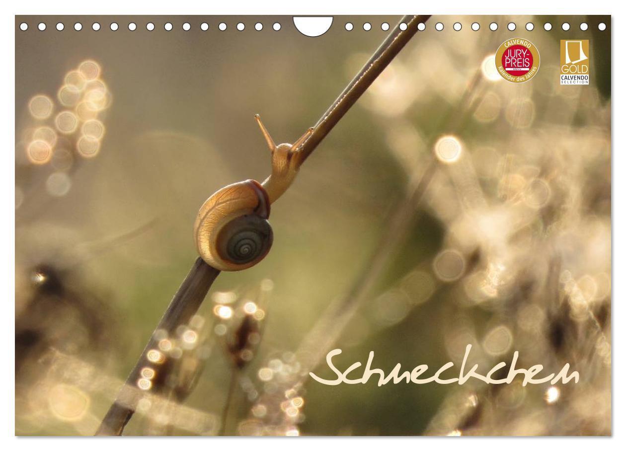 Cover: 9783435640041 | Schneckchen (Wandkalender 2025 DIN A4 quer), CALVENDO Monatskalender