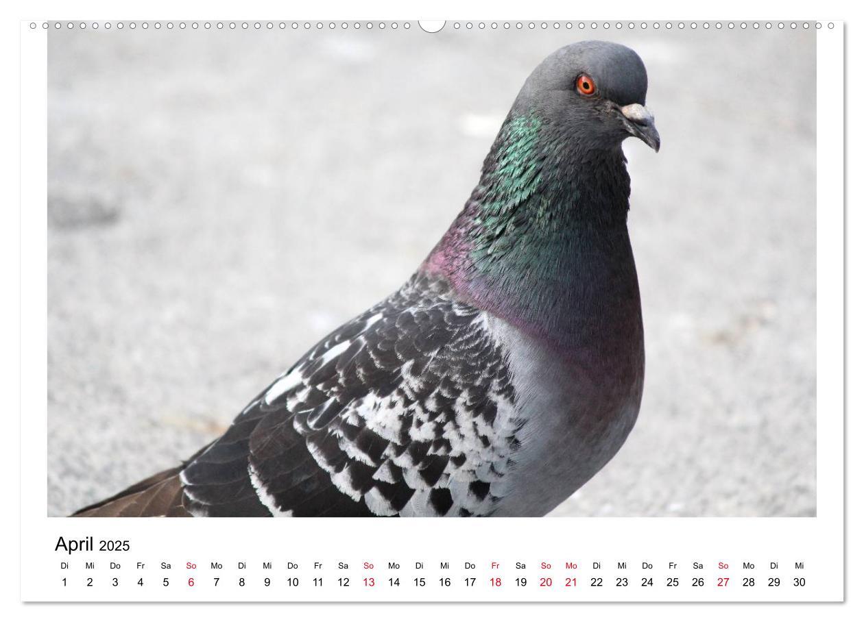 Bild: 9783435755899 | Geliebte Tauben (Wandkalender 2025 DIN A2 quer), CALVENDO...