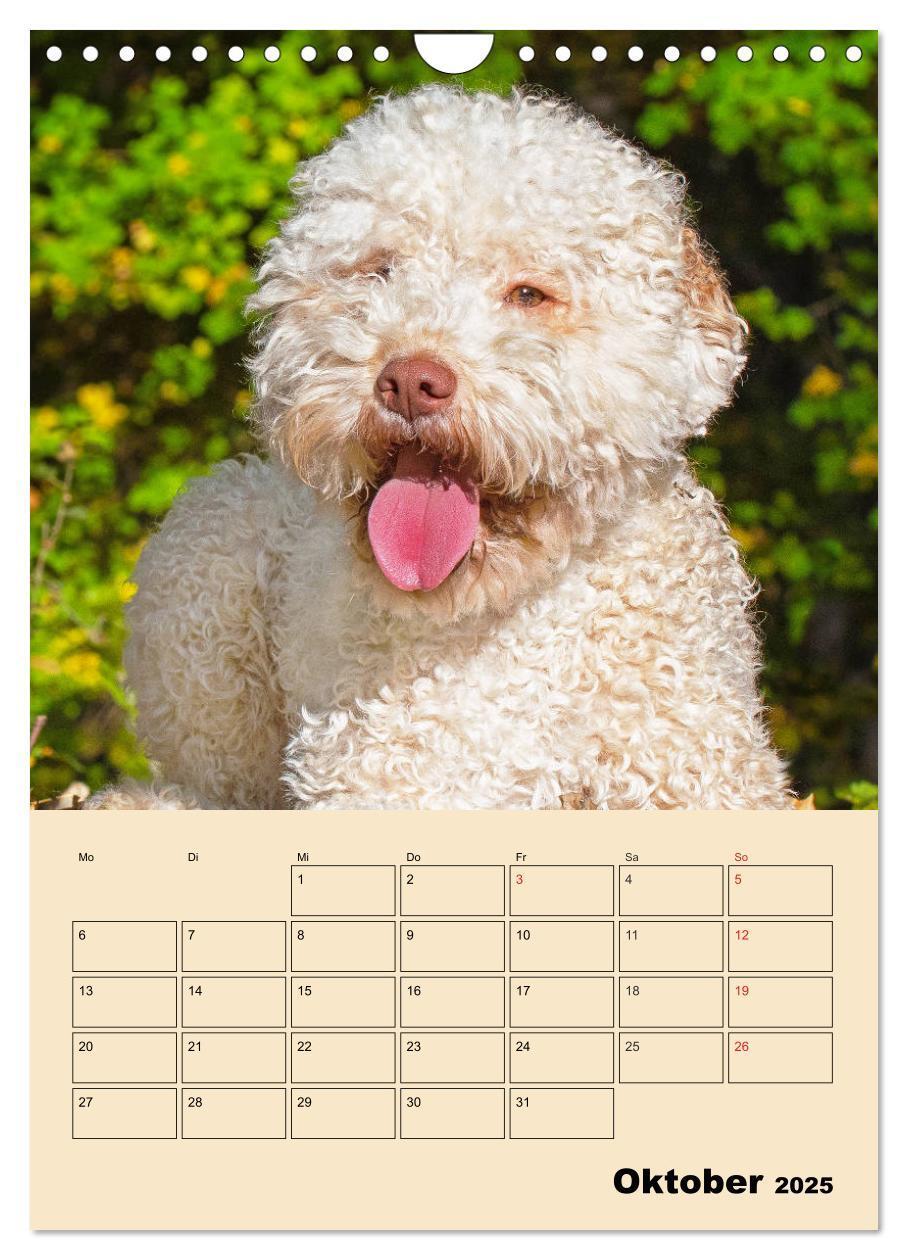 Bild: 9783435959495 | Jahresplaner Lagotto Romagnolo (Wandkalender 2025 DIN A4 hoch),...