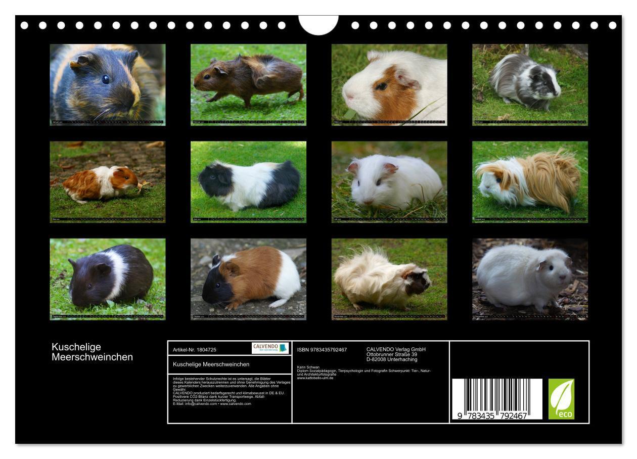 Bild: 9783435792467 | Kuschelige Meerschweinchen (Wandkalender 2025 DIN A4 quer),...