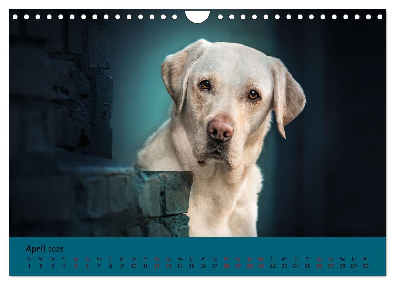 Bild: 9783383960611 | Labrador Retriever - Vielfalt auf Vier Pfoten (Wandkalender 2025...