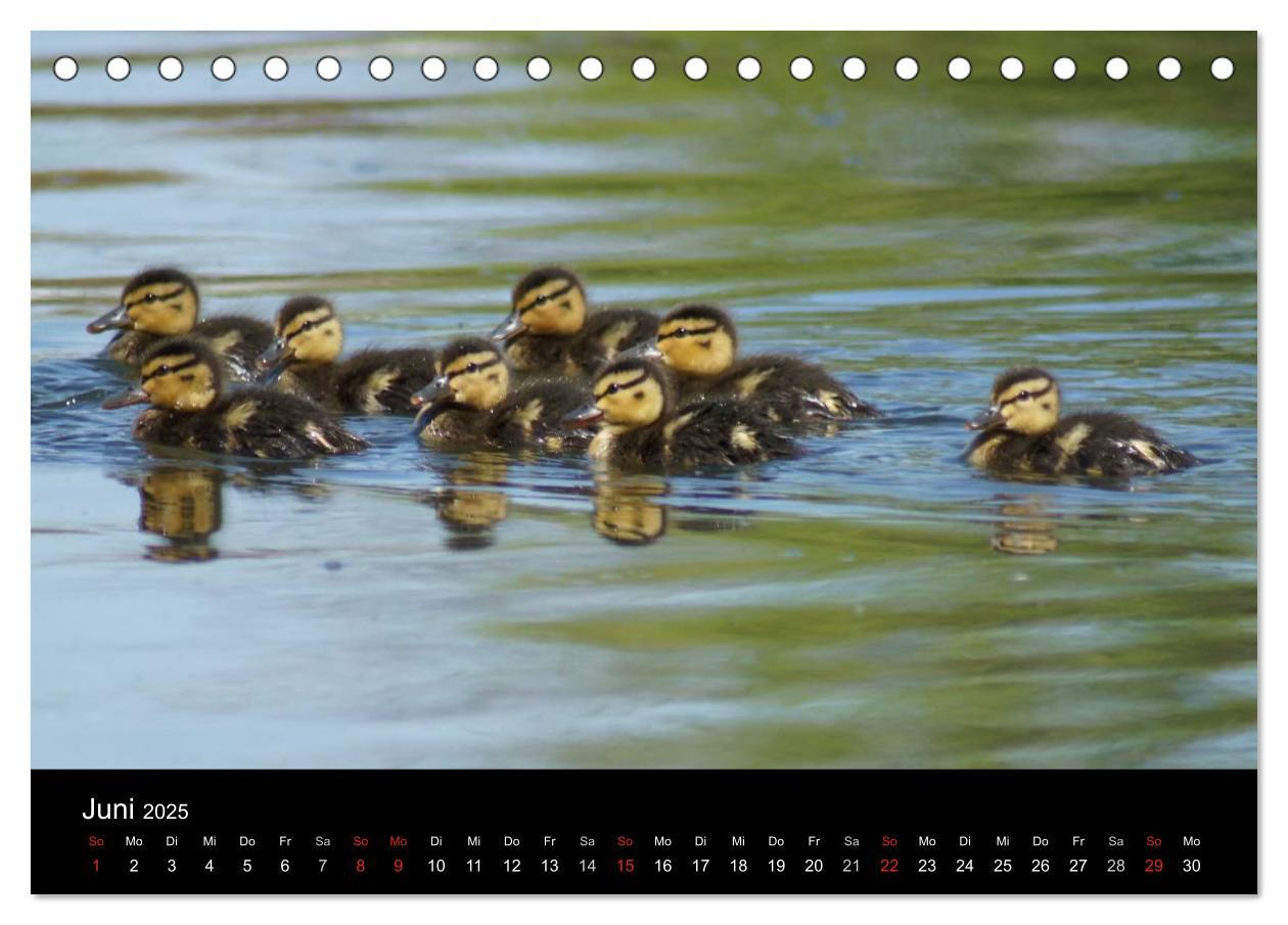 Bild: 9783435833610 | Das Leben der Enten (Tischkalender 2025 DIN A5 quer), CALVENDO...