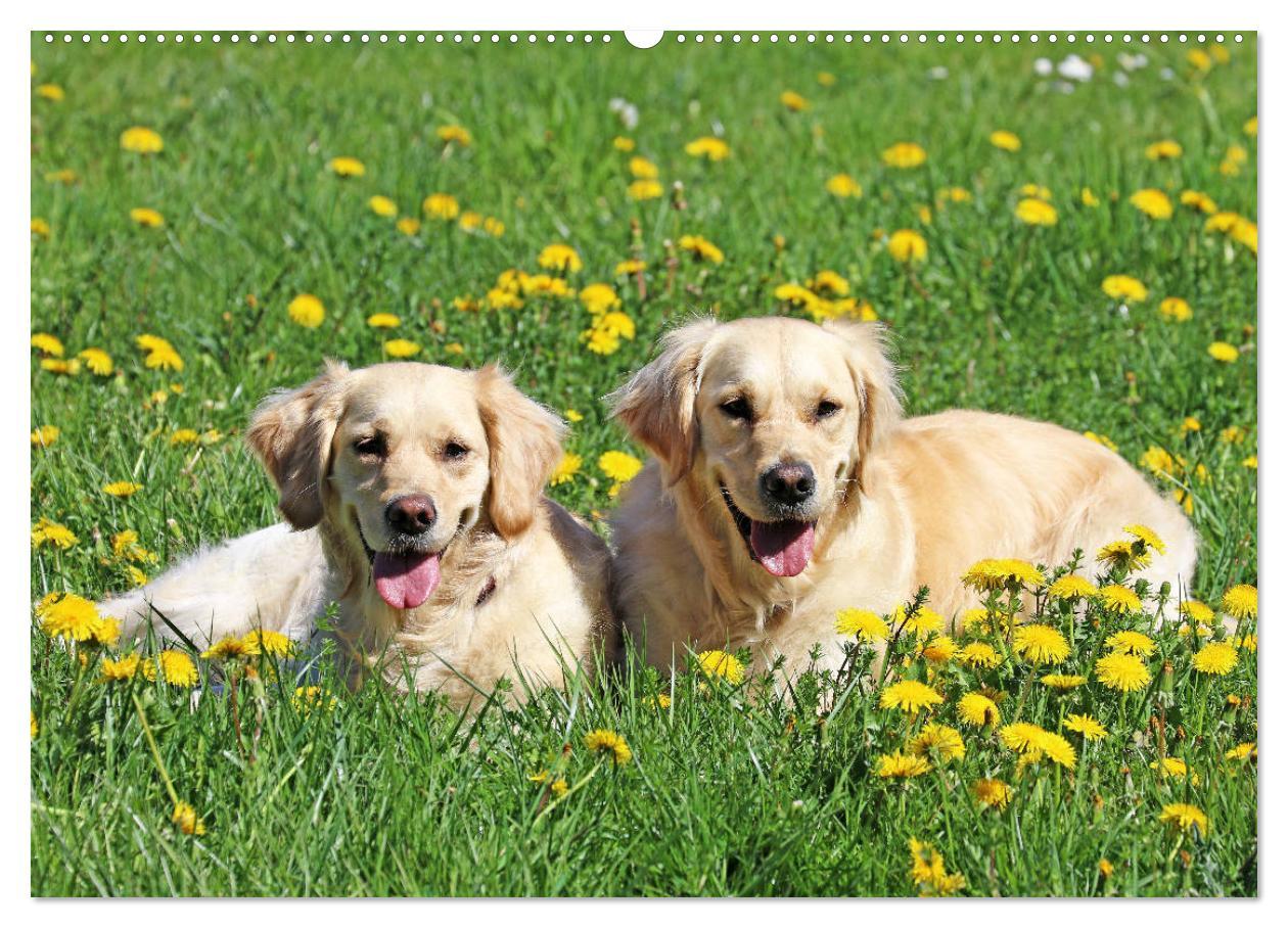 Bild: 9783435542277 | Golden Retriever ein treuer Begleiter (Wandkalender 2025 DIN A2...