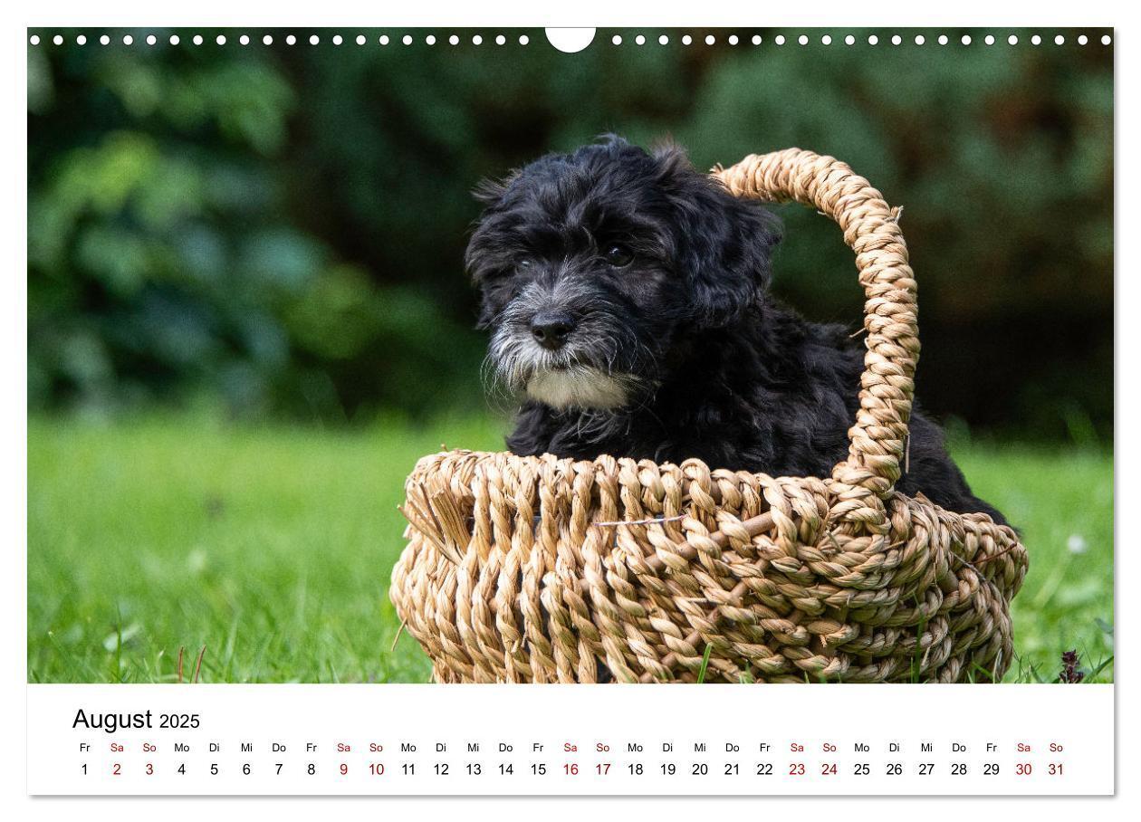 Bild: 9783435038053 | Maltipoo Welpen (Wandkalender 2025 DIN A3 quer), CALVENDO...