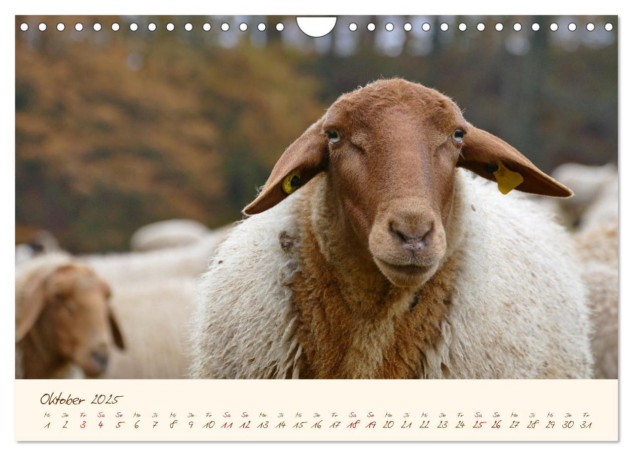 Bild: 9783435173259 | Coburger Fuchsschaf (Wandkalender 2025 DIN A4 quer), CALVENDO...