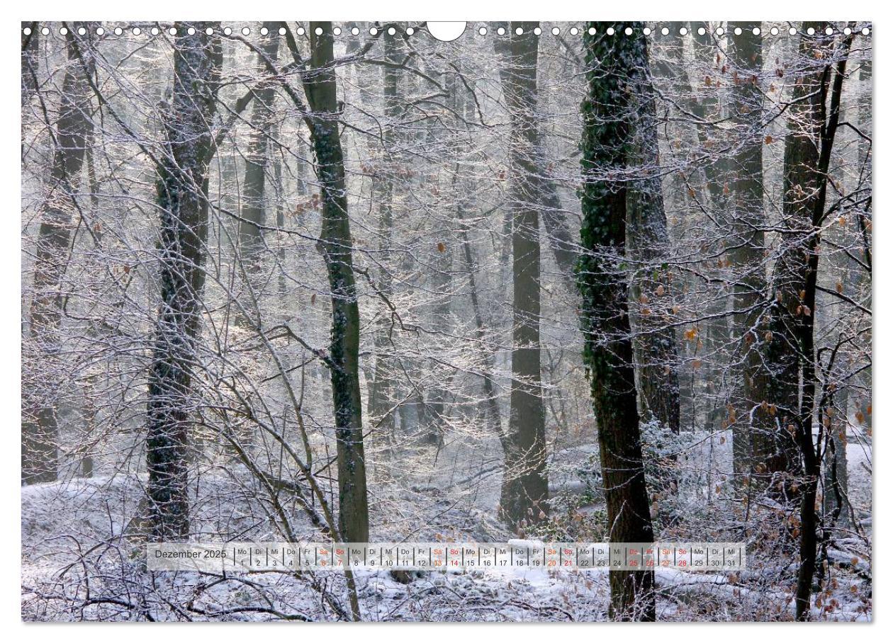 Bild: 9783435460014 | Wald im Bergischen Land 2025 (Wandkalender 2025 DIN A3 quer),...