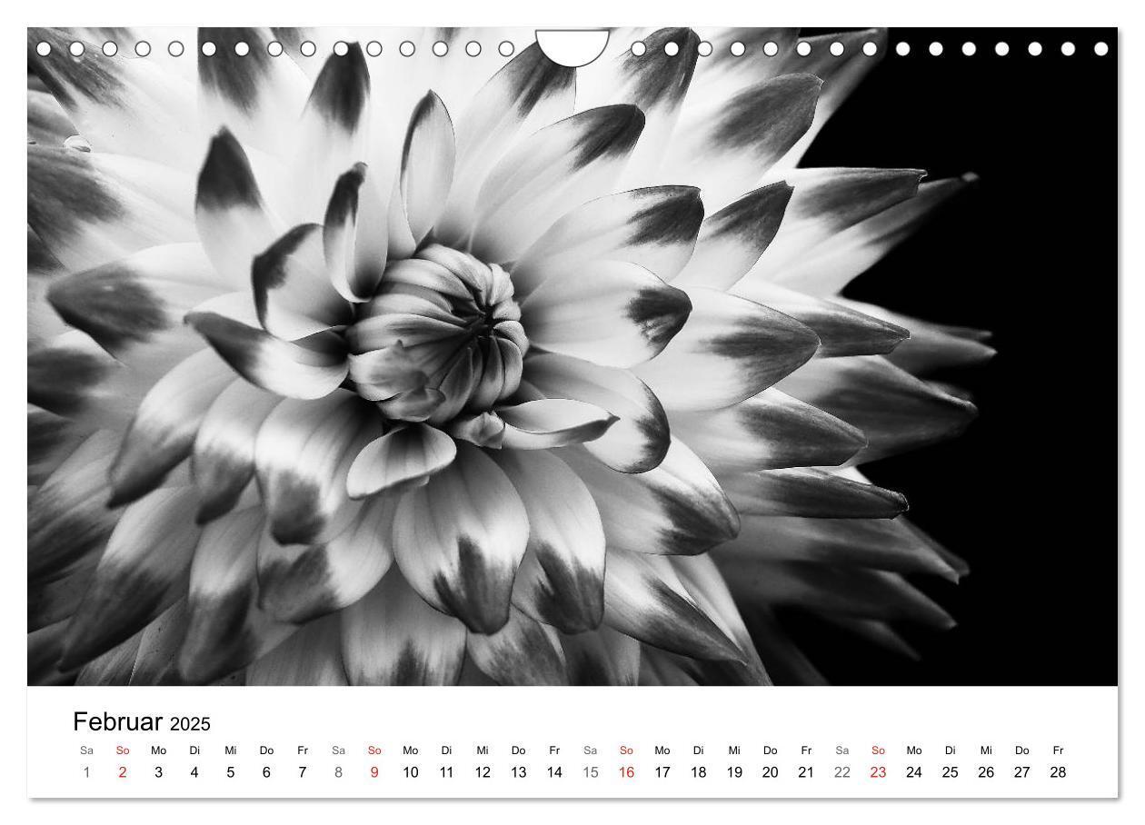 Bild: 9783435643356 | Blumen 2025, Schwarz-Weiß (Wandkalender 2025 DIN A4 quer), CALVENDO...