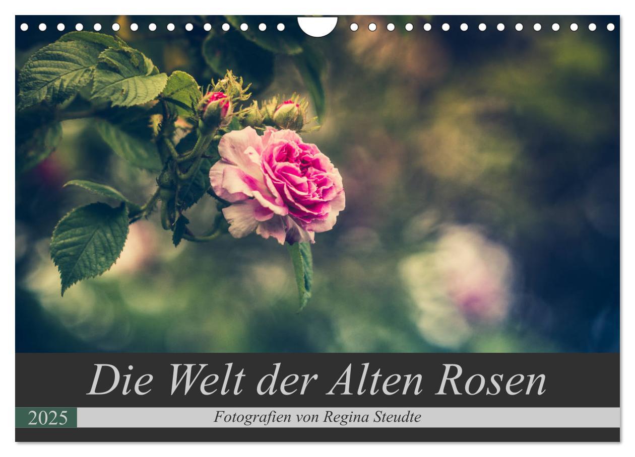 Cover: 9783435391325 | Die Welt der Alten Rosen (Wandkalender 2025 DIN A4 quer), CALVENDO...