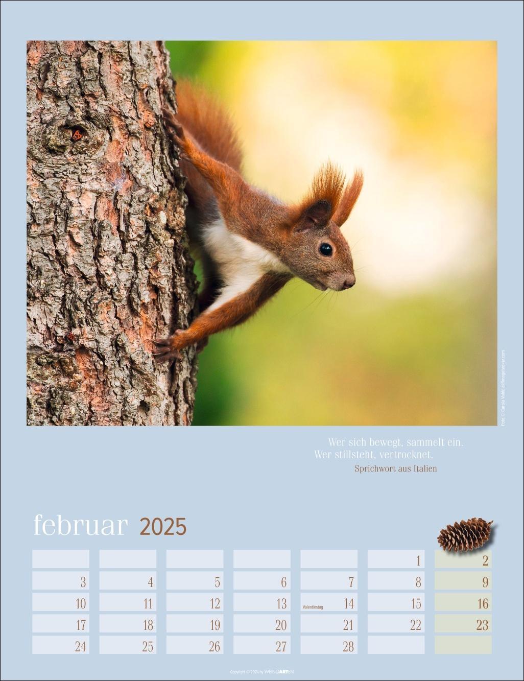 Bild: 9783839900758 | Eichhörnchen Kalender 2025 | Kalender | Spiralbindung | 14 S. | 2025