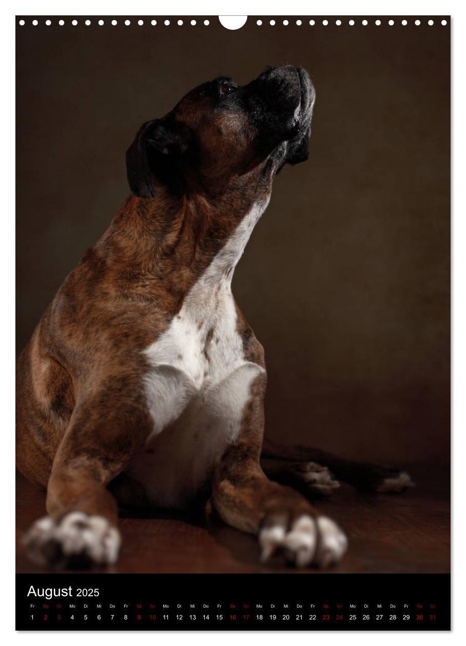 Bild: 9783457000182 | Boxer - Charmante Charakterköpfe (Wandkalender 2025 DIN A3 hoch),...