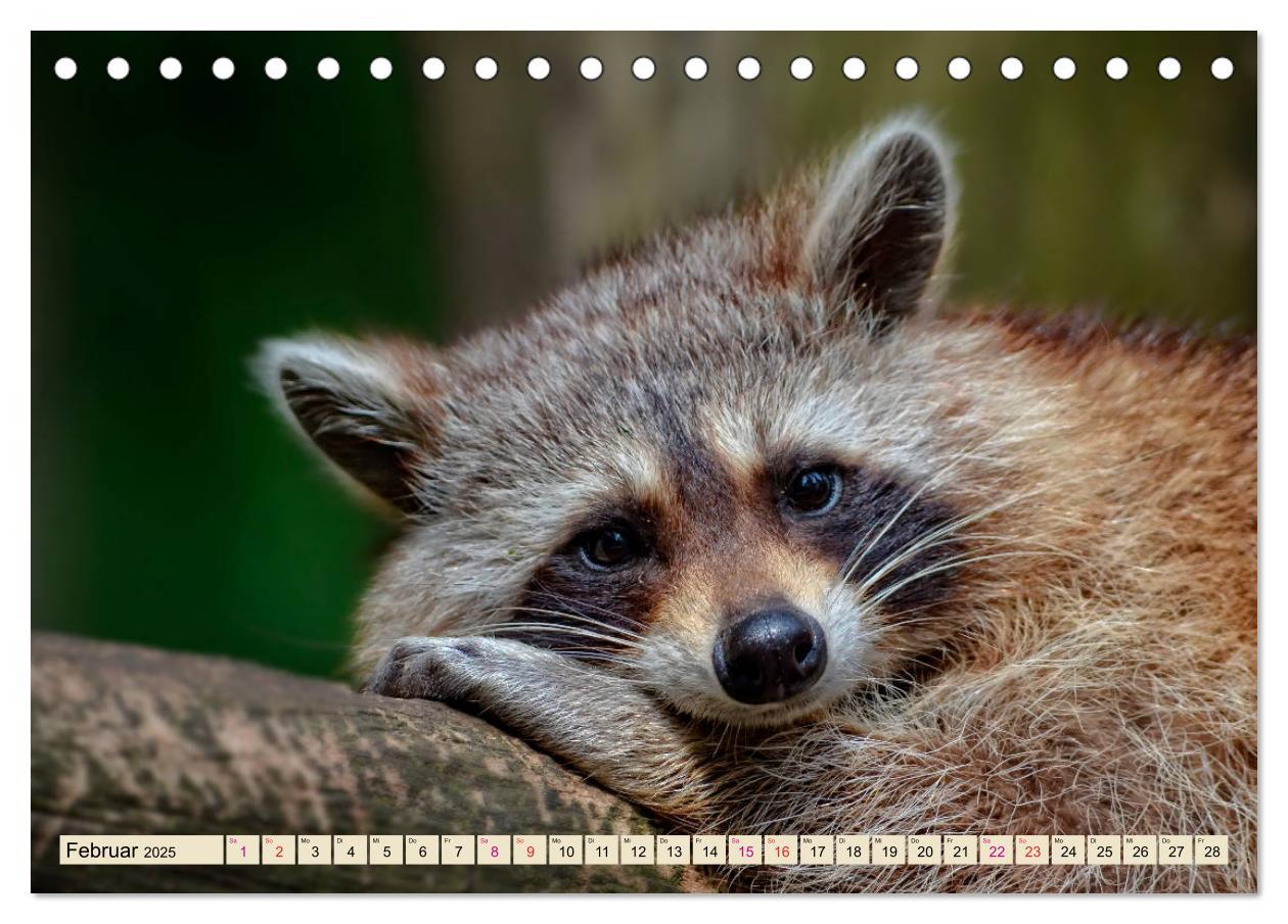 Bild: 9783435333868 | Waschbär - Niedlicher Allesfresser (Tischkalender 2025 DIN A5...