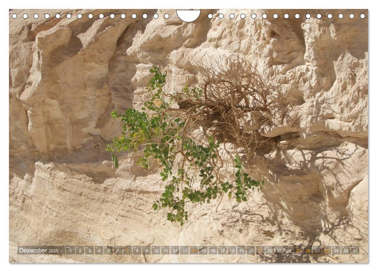 Bild: 9783435525904 | Impressionen Kameltrekking Sinai 2025 (Wandkalender 2025 DIN A4...