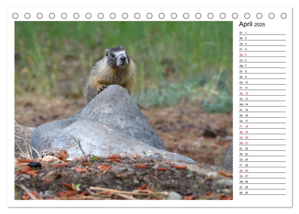 Bild: 9783435396306 | Murmeltiere in Nordamerika (Tischkalender 2025 DIN A5 quer),...