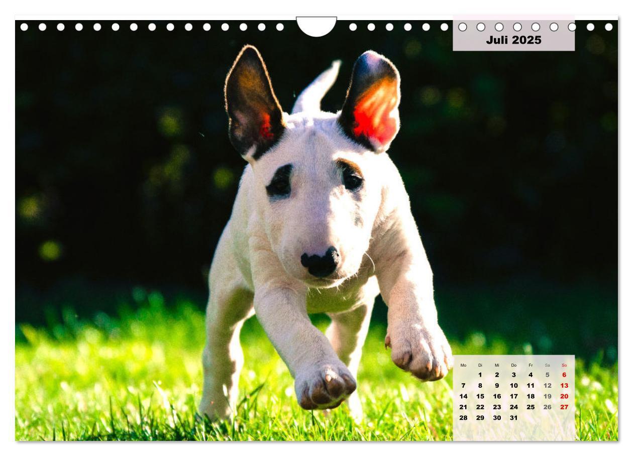 Bild: 9783383947438 | Bullterrier. Freudiges Wesen und Charakter (Wandkalender 2025 DIN...