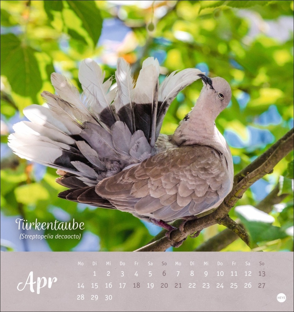 Bild: 9783756407125 | Vögel in unseren Gärten Postkartenkalender 2025 | Kalender | 13 S.