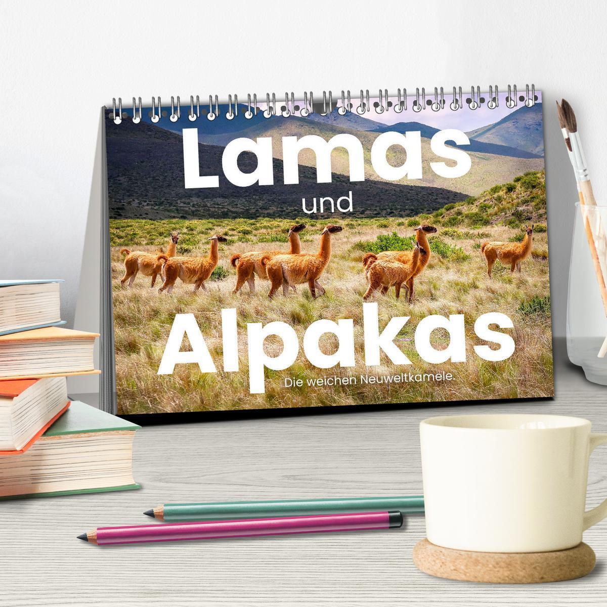 Bild: 9783435002566 | Lamas und Alpakas - Die weichen Neuweltkamele. (Tischkalender 2025...