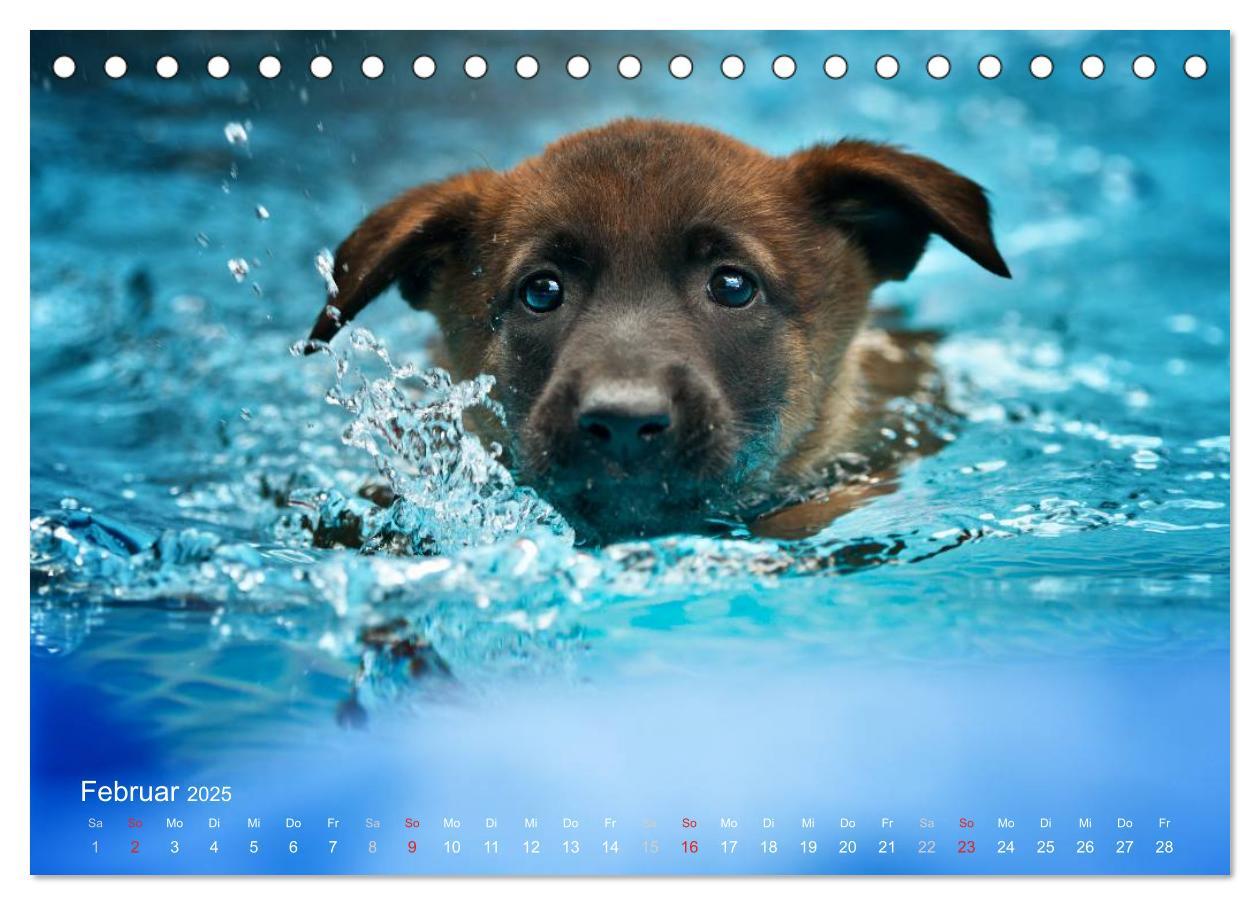 Bild: 9783435519262 | Malinois lieben Wasser (Tischkalender 2025 DIN A5 quer), CALVENDO...