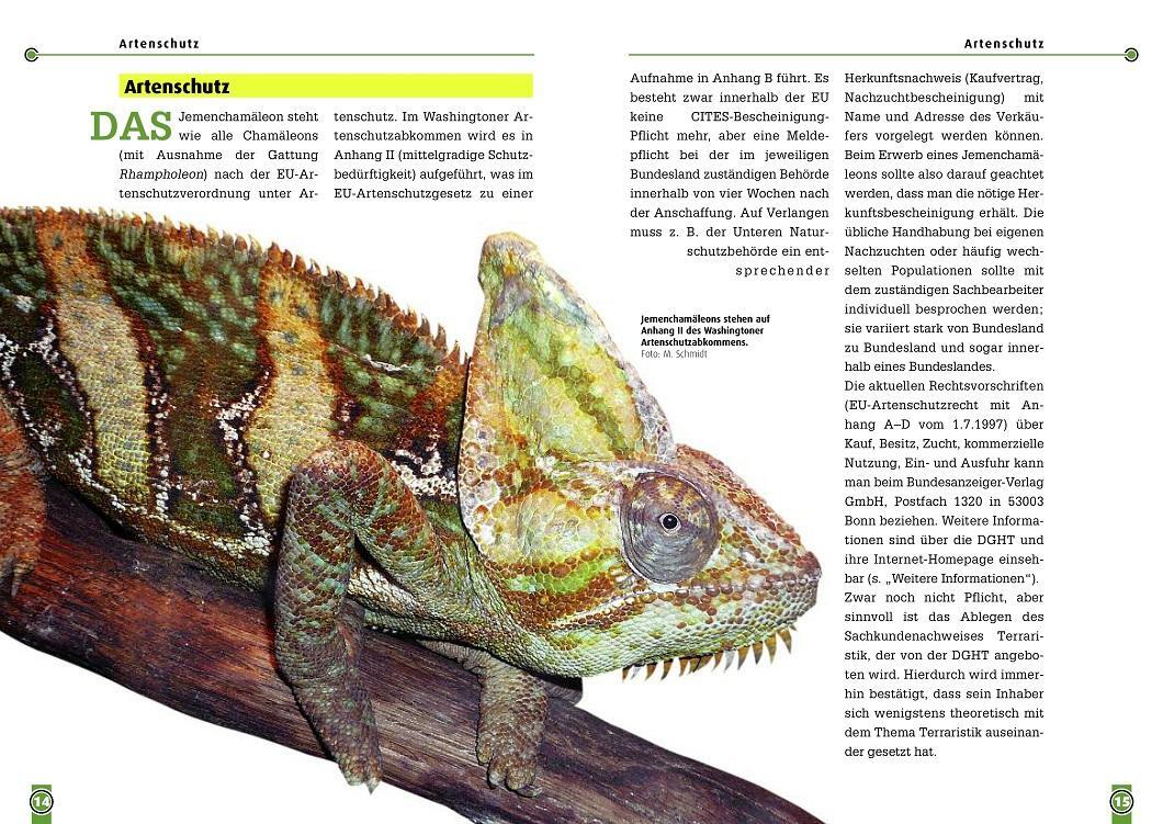 Bild: 9783937285856 | Das Jemenchamäleon | Chamaeleo calyptratus | Carsten Schneider | Buch