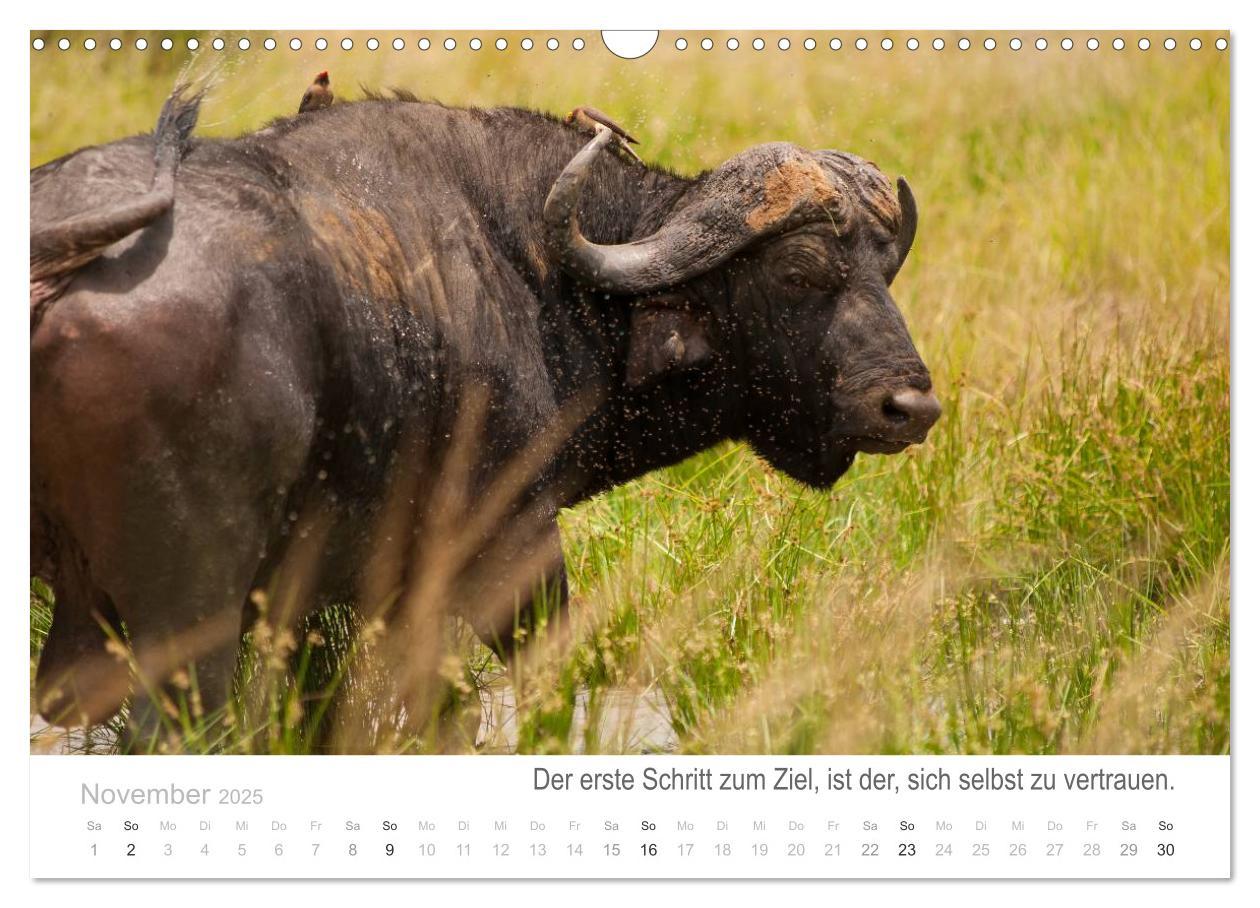 Bild: 9783435819065 | Tierische Glücksmomente mit Weisheiten (Wandkalender 2025 DIN A3...