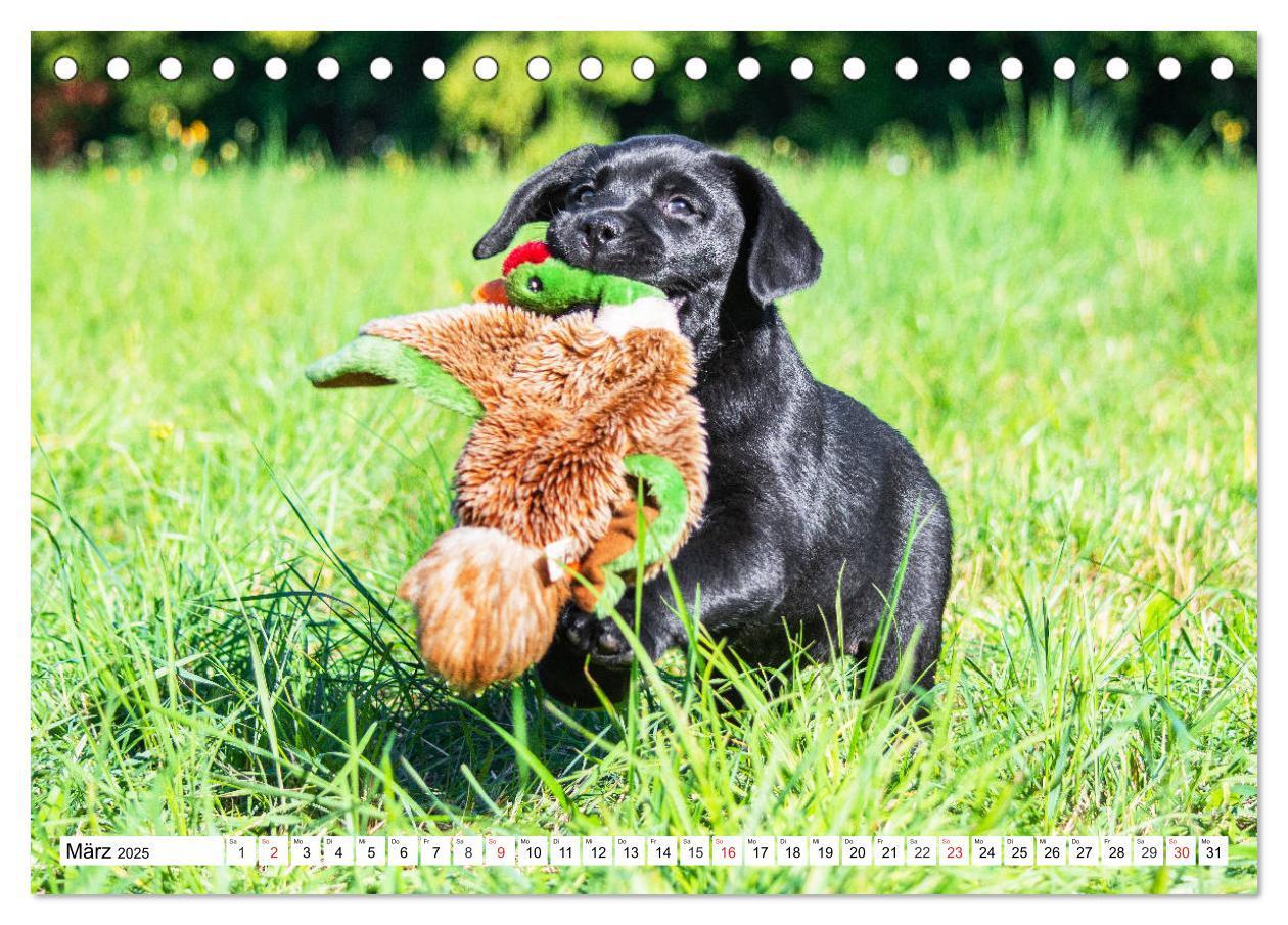 Bild: 9783435210121 | Labrador Retriever Welpen - Kleine Weltentdecker (Tischkalender...