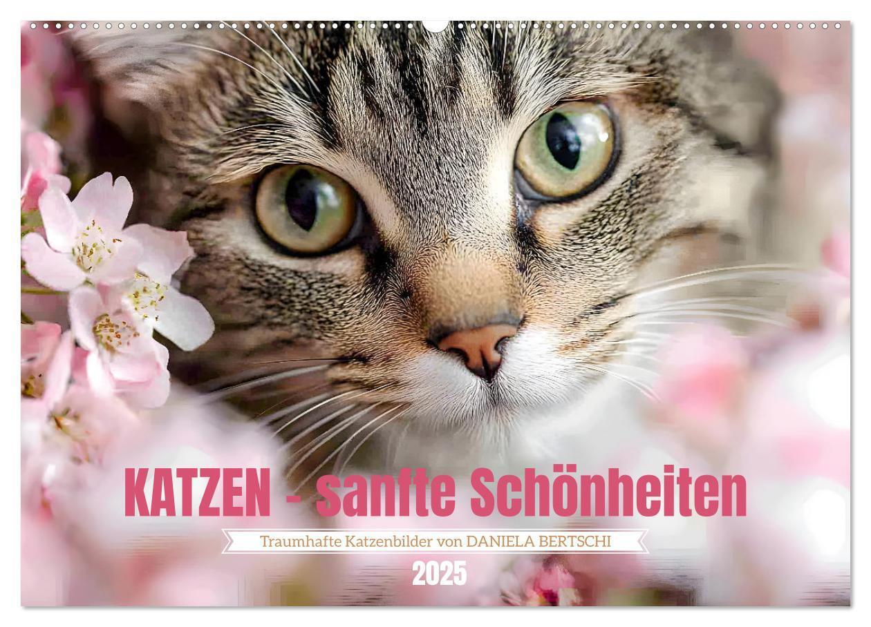 Cover: 9783457203866 | Katzen - sanfte Schönheiten (Wandkalender 2025 DIN A2 quer),...