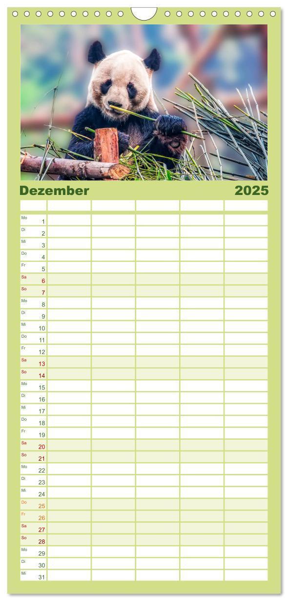 Bild: 9783457116166 | Familienplaner 2025 - Niedlicher Panda mit 5 Spalten (Wandkalender,...