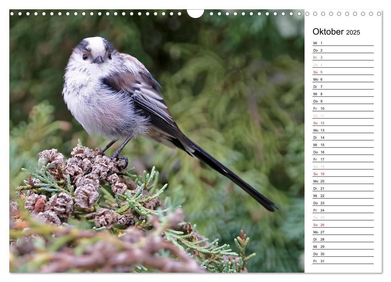 Bild: 9783435544547 | Unsere heimischen Gartenvögel (Wandkalender 2025 DIN A3 quer),...